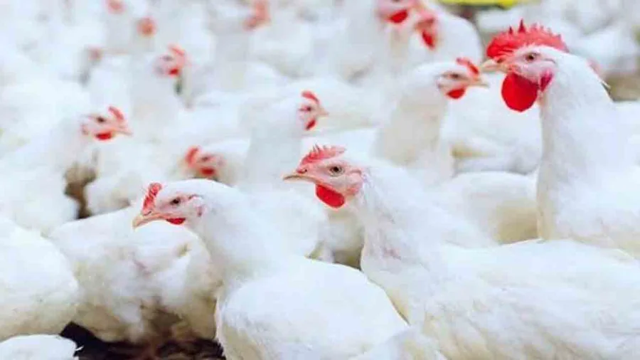 Grow-out broilers in condition
