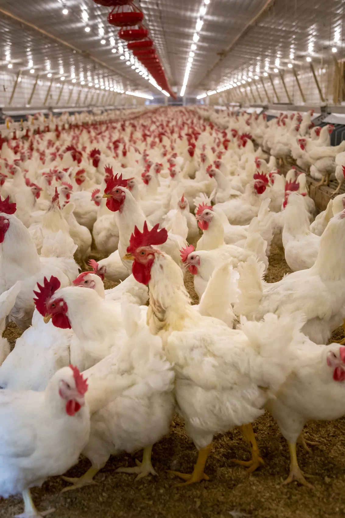 White broilers at the feed line in an environmentally controlled house